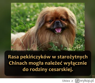 Ukiss - Pekińczyk to rasa małego psa pochodząca z Chin, dawniej zarezerwowana wyłączn...
