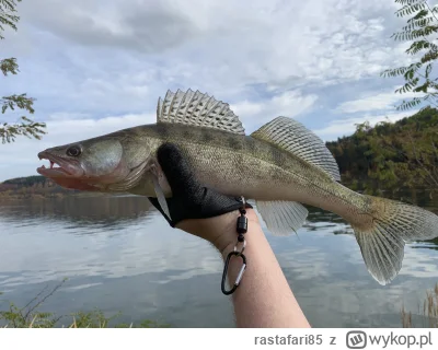 rastafari85 - Zaspałem ale i tak się udało ( ͡° ͜ʖ ͡°)
#wedkarstwo
