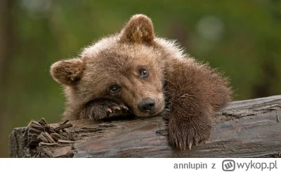 annlupin - nie mój dzień to był nie ma co przedłużać cza do spanka iś dobranoc