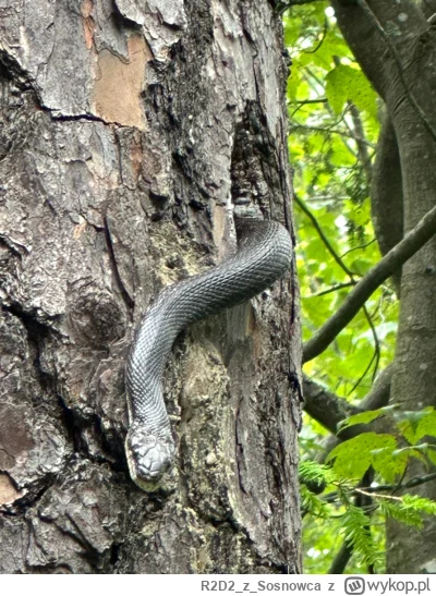 R2D2zSosnowca - @R2D2zSosnowca prócz tradycyjnych wszędobylskich jeleni dziś trafiliś...