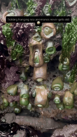 Uuroboros - Ukwiały morskie, bardzo ciekawe stworzonka
#przegiolemco