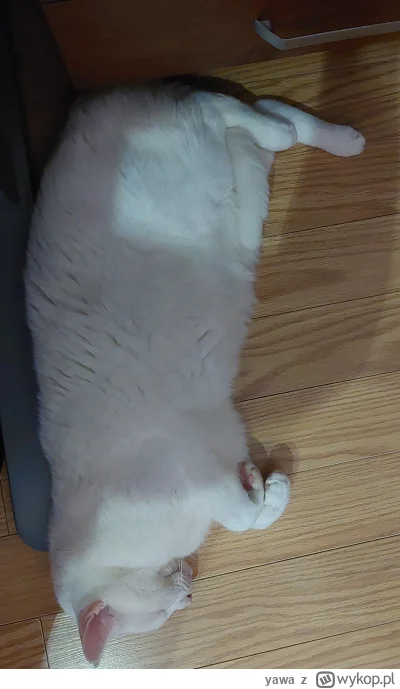 yawa - No to lecim w kime


#kot #koty #pokazkota