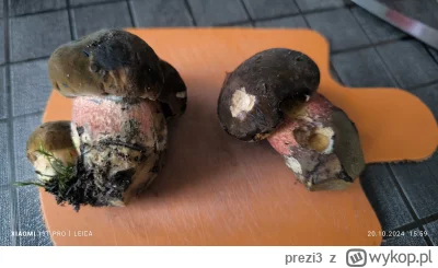 prezi3 - #grzyby #grzybobranie 
Pomoże sie ktoś upewnić, czy jadalne?