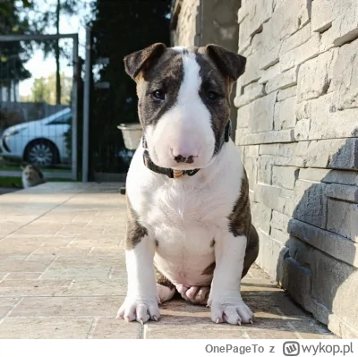 OnePageTo - Taki przystojniak od wczoraj jest u mnie. Może zalizać na śmierć 

#piese...