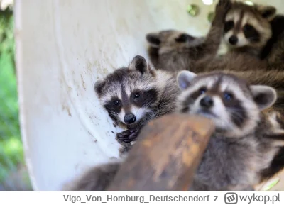 VigoVonHomburg_Deutschendorf - Spały w rurze? 
#szopeknadzis