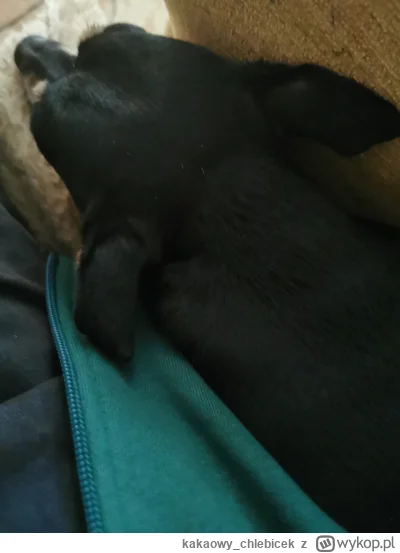 kakaowy_chlebicek - Siedzę se z piesem #przegryw #psy