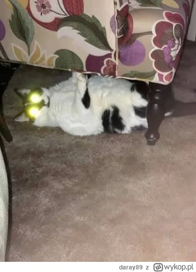 daray89 - #codziennykotopetany #dziwnekotki