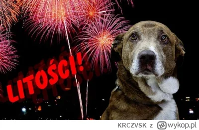 KRCZVSK - Jestem radykalnym dog headem (uważam m.in. że psom powinna przysługiwać bez...