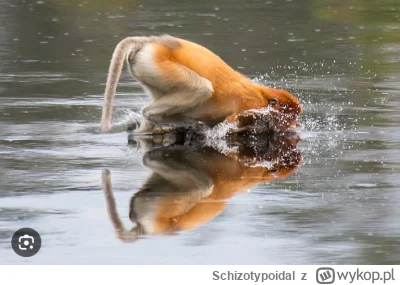 Schizotypoidal - @wfyokyga