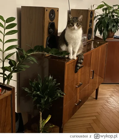 curiousboi - @nowszyja