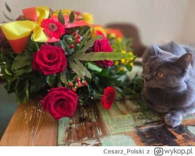 Cesarz_Polski - #kotekwrocek #wroclaw