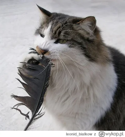 leonidbialkow - @CorvusFrugilagus: cze dla ciebie i nie gub wiencej piurek