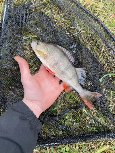 zar0x - Okonie dalej głodne. Po dzisiejszym dniu chyba zdecyduje się na jakąś dłuższą...