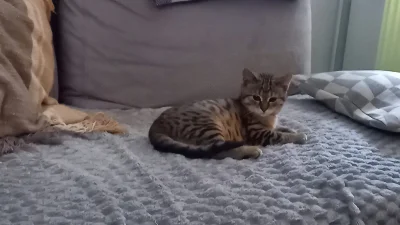 Lujdziarski - #pokazkota #dziarskikacperek Osesek rośnie jak na drożdżach, trochę zai...