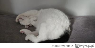 mocarnyknur - #koty #kitku #pokazkota
Bąbel