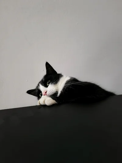 Rosinante - Wskoczyła na najwyższą szafę i podgląda (ʘ‿ʘ) 
#koty #pokazkota