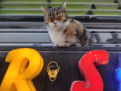 SamuraiJack_ - Kot nieznany, Stambuł 2024

#koty #koteczkizprzypadku