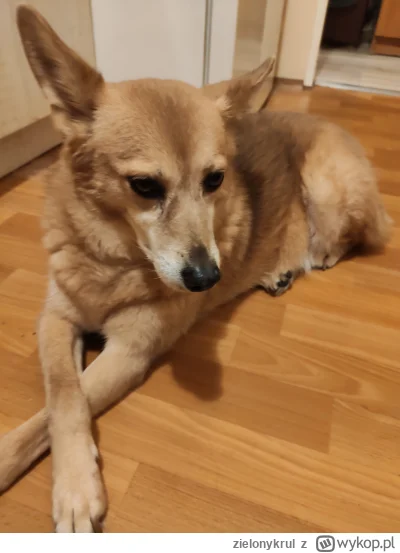 zielonykrul - Pies optymistyczny