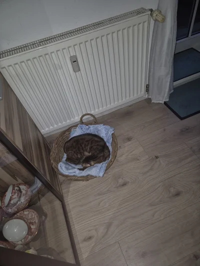 Lujdziarski - #pokazkota #dziarskikacperek Ten to ma tradycje, noc jest, kładzie się ...