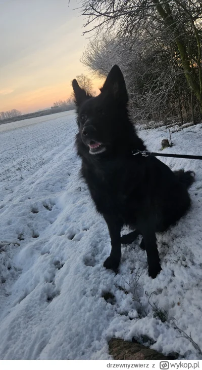 drzewnyzwierz - poranny piechulo #pokazpsa #smiesznypiesek