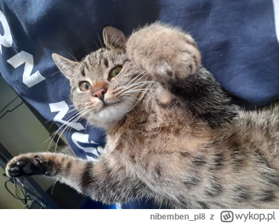 nibemben_pl8 - @chybaze