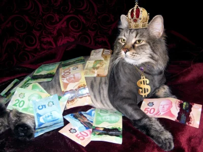 paczelok - daj plusa pieniężnemu kotowi a dobrobyt nie opuści cię przez 24 najbliższe...
