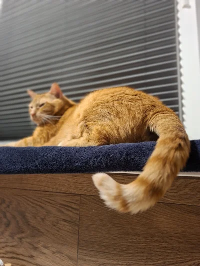 Janek_Pradera - @weronika-ala: ja mam starego kocura (picrel) i te młoda kotkę ale do...