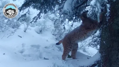 putinn - Scrolluj dalej, to tylko Ryś udający kota domowego gdzieś na terenie Babiogó...