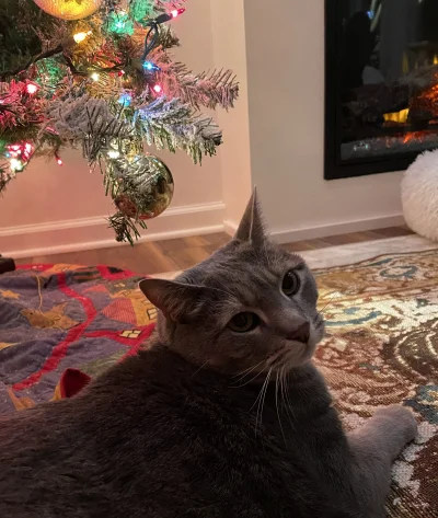 EliadezPoznania - #koty