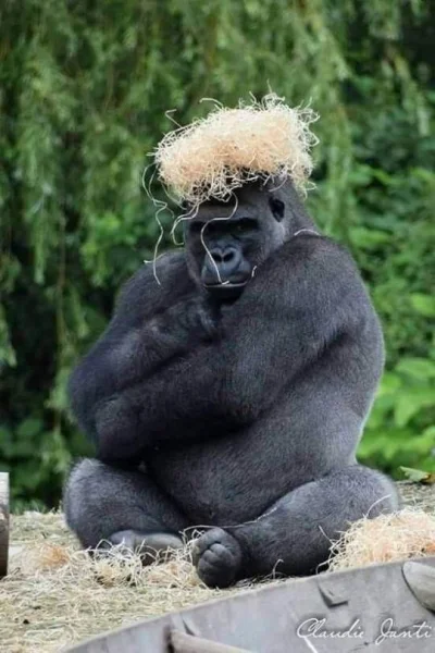 Pandillero - nawet goryle żeby zaruchać układają vifona na głowie, it's over dla małp...