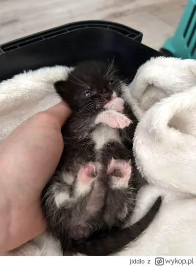 jiddlo - #hecat dzień dobry, w końcu się z maluchem widzimy! Wczoraj koło 19 otworzył...