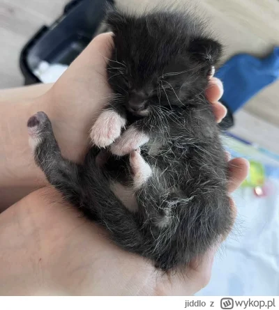 jiddlo - #hecat  dzień dobry, uprzejmie informuję, że młody zaczyna zrzucać kasztany ...