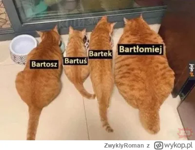 ZwyklyRoman - !#koty #kitku #memy #heheszki #koteczkizprzypadku