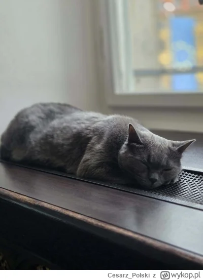 Cesarz_Polski - #kotekwrocek #wroclaw