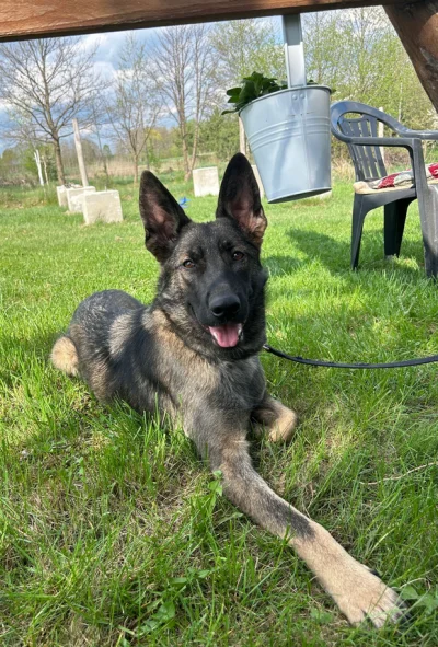 axelrodi - W przybierającym na sile trendzie jechania po "psiarzach" pozdrawiamy z ps...