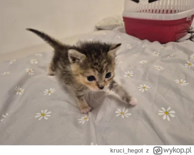 kruci_hegot - #pokazkota #suziq #koty
zaczynają się pierwsze biegi, czasem zarzuci na...