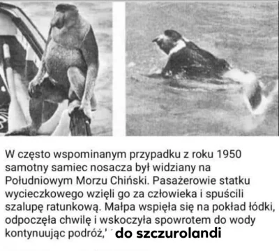 paczelok - #konkursnanajbardziejgownianymemznosaczem #pytanie #ankieta #kiciochpyta