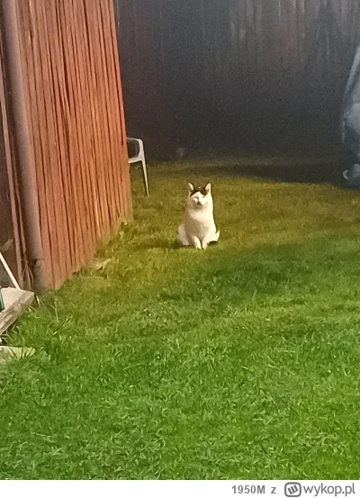 1950M - O skurczybyk, ale mnie wystraszył, jakiś dziki. #koty  #koteczkizprzypadku #o...