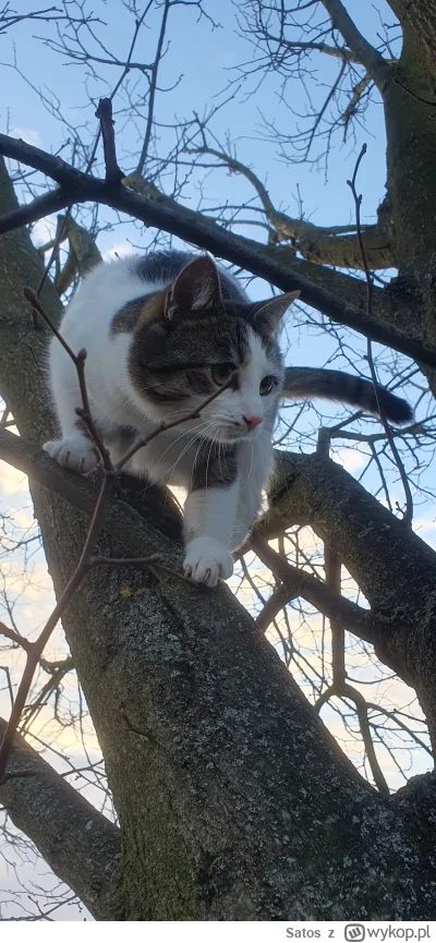 Satos - #pokazkota #kotdrzewny