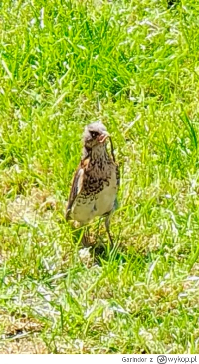 Garindor - Co to ptaszek podjada sobie na podwórku?

#ornitologia