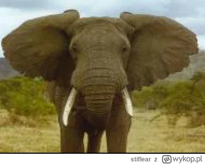 stiflear - #famemma Nowaczkiewicz na wyjściu