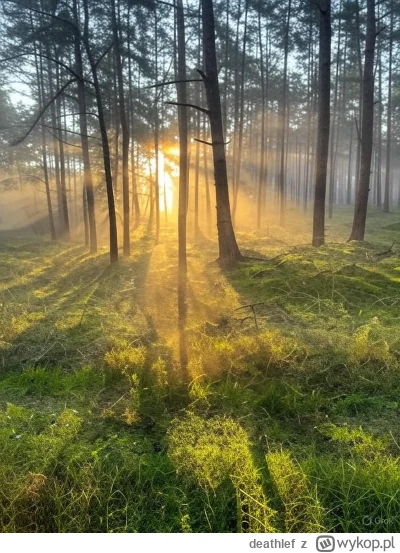deathlef - @testowy12: bardzo fajna mgła, tylko jakiś rowerzysta zasłania.