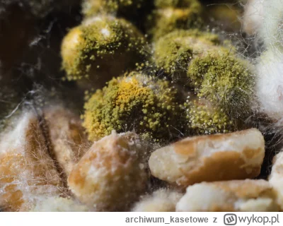 archiwum_kasetowe - @Historycznygagatek pleśń na pszenicy, ostrzone ręcznie