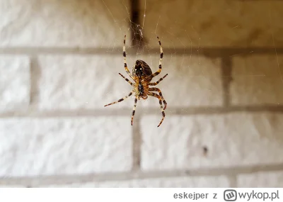 eskejper - Mam arachnofobię a w moim mieszkaniu jest w cholere pajaków na balkonie. C...