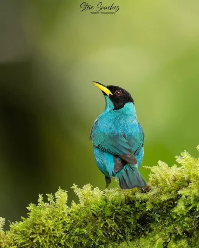 Lifelike - Seledynek (Chlorophanes spiza) [samiec]
Autor
#photoexplorer #fotografia #...