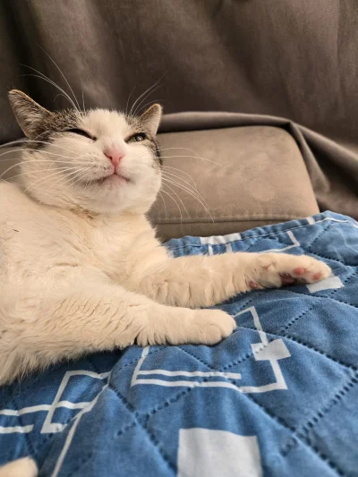 Solsith - #pokazkota #spaslak pchasz się w gips człowiekヽ( ͠°෴ °)ﾉ