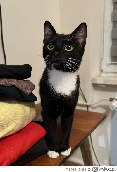 marek_alias - @Laronesq: muszka