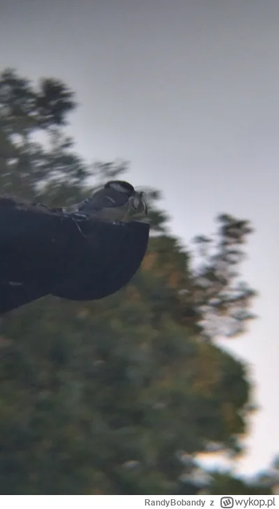 RandyBobandy - Czy to jest bogatka zwyczajna?
#ptaki #pytanie