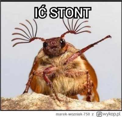 marek-wozniak-750 - >jednorazówki

@Elszczapo: