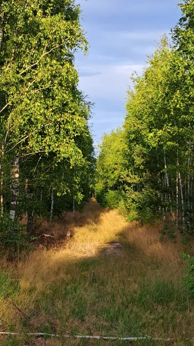 Arvin - @Arvin: Tu zajonc, nie wiem czy widać